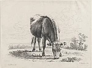 Cow grazing by Pieter van Bloemen|Adam von Bartsch