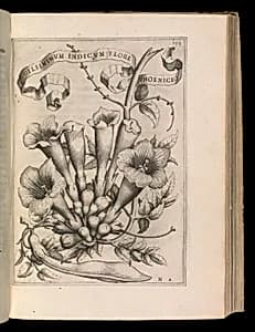 De Florum Cultura. Rome, 1633 by Giovanni Battista Ferrari|Stephanus Paulinus|Anna Maria Vaiani|Johann Friedrich Greuter|Andrea Sacchi|Guido Reni|Pietro da Cortona (Pietro Berrettini)