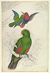 Eclectus Roratus Polychloros by Edward Lear