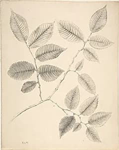Elm Leaves by Anonymous, British, 19th century
