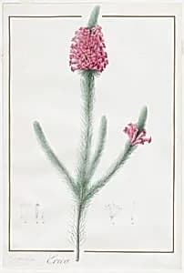 Erica Fulgida by Pierre Joseph Redouté
