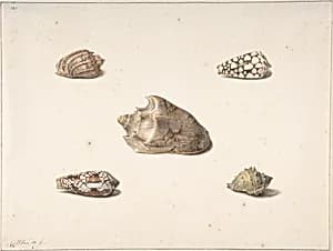 Five Shells