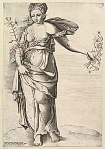 Flora