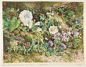 Flower Study by John Jessop Hardwick