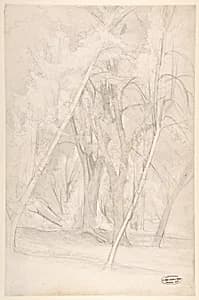 Forest Interior
