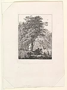 Forest Landscape