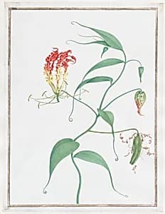 Gloriosa Superba (Climbing Lily) by Nicolas Robert