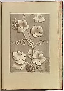 Grapes and Vine-leaves