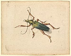 Green Beetle with Brown Legs