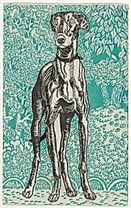 Greyhound