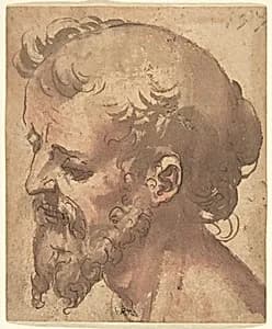 Head of a Bearded Man by Anonymous, Italian, Sienese, 16th century