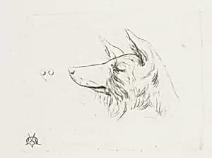 Head of a Dog from New Holland by Charles Meryon