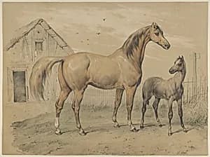 Mare and Foal by Victor Adam|Godard, Paris
