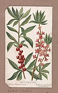 Mezereum from the Plants series by Louis Prang & Co.