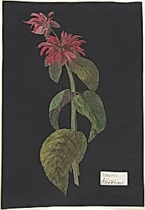 Monarda didyma/Scarlet Lion's Tail by The Hon. William Booth Grey