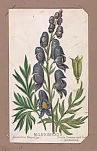 Monkshood from the Plants series by Louis Prang & Co.
