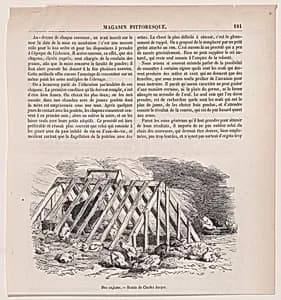 Mue anglaise; from Magasin Pittoresque by Charles Jacque