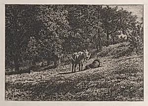 Orchard