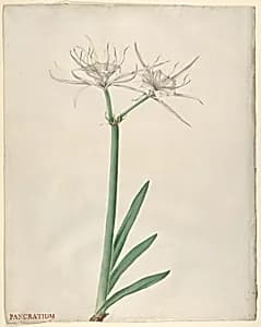 Pancratium by Georg Dionysius Ehret