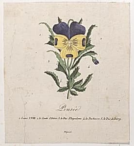 Pansy with hidden silhouettes by Marie-Caroline de Bourbon-Sicile, duchesse de Berry|Anonymous|Charles Philippe, comte d'Artois|Charles Ferdinand Duke of Berry|Louis XVIII, King of France|Louis Antoine de Bourbon, Duc d'Angoulême