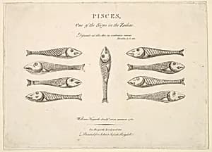 Pisces: Hogarth's Quadrille Fish by William Hogarth|John & Josiah Boydell