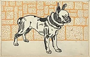 Pitbull Terrier