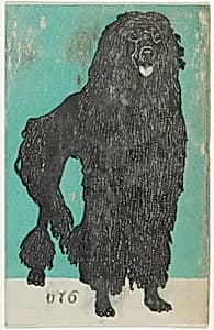 Poodle