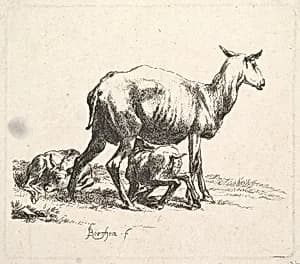Sheep with Lamb Nursing by Nicolaes Berchem