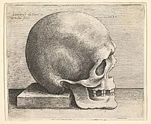 Skull in profile to right by Leonardo da Vinci|Wenceslaus Hollar