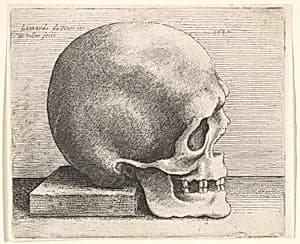 Skull in profile to right by Leonardo da Vinci|Wenceslaus Hollar