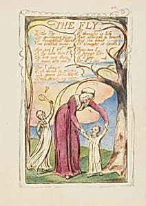 Songs of Experience: The Fly by William Blake