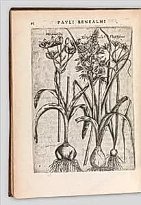 Specimen historiae plantarum by Paul de Reneaulme|Jacques-August de Thou