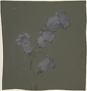 Spray of Canterbury Bells by Antoine Berjon