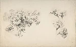 Studies of Flowers by Anonymous, French, 18th century