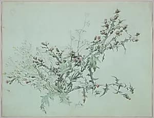 Study of a Flowering Thistle by Carl Georg Anton Graeb