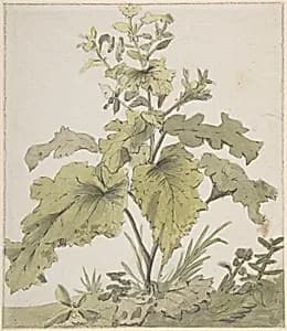 Study of a Plant