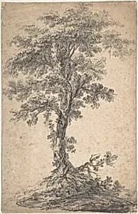 Study of a Tree
