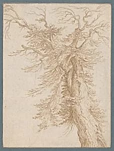 Study of a Tree