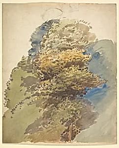 Study of a Tree by George Richmond