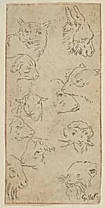 Study of animal heads by Claude Gillot