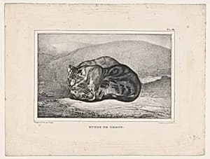 Study of Cats by Antoine-Louis Barye|Lemercier & Cie.