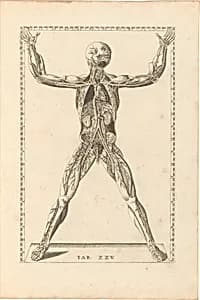 Tabulae Anatomicae by Barth. Eustachius