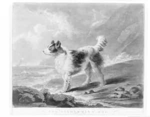 The Fisherman's Dog