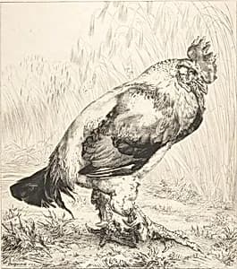 The Old Cock