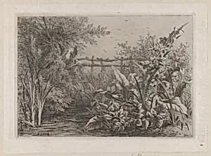 The Pond