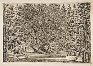The Tree House at Pratolino by Stefano della Bella