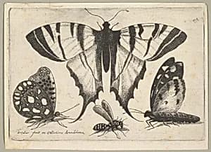 Three Butterflies and a Wasp by Wenceslaus Hollar