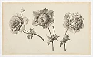 Three Peonies by Anne Vallayer-Coster