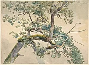 Tree Branches by Charles Reginald Aston