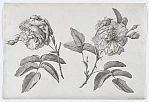 Two Roses by Anne Vallayer-Coster